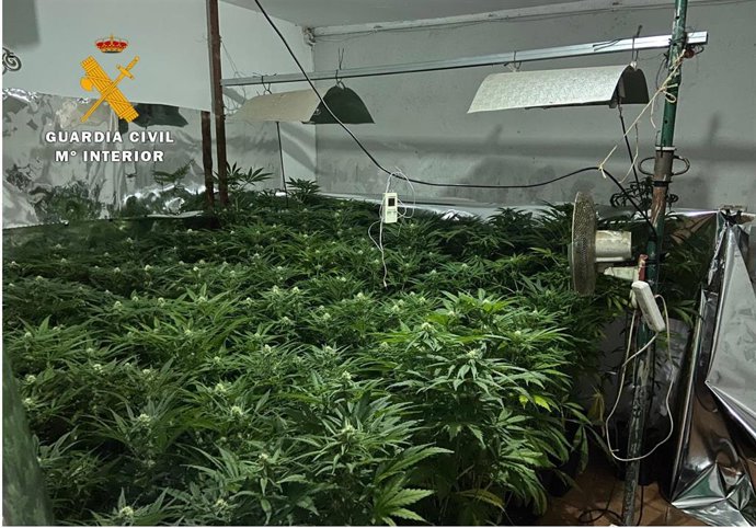Un punto de cultivo indoor de cannabis sativa