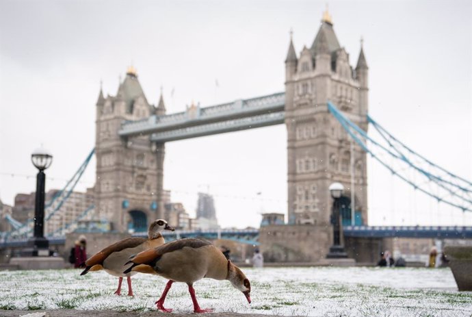 09 February 2021, United Kingdom, London: Egyptian Geese search for food in the snow near the Tower Bridge, in central London, as bitterly cold winds continue to grip much of the nation. Photo: Dominic Lipinski/PA Wire/dpa