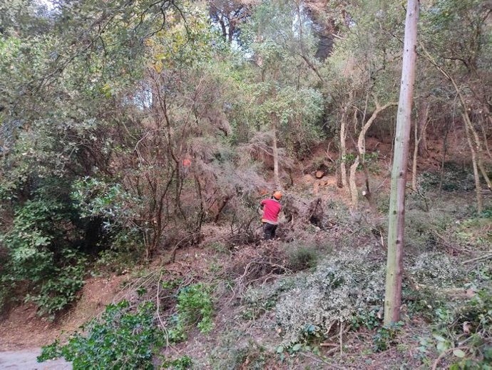 Momento de la realización de los trabajos forestales.