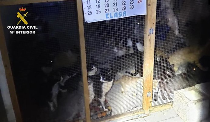 Intervenida una protectora con 50 gastos hacinados y en mal estado en un casa de Arganda del Rey