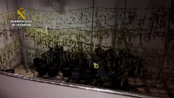 Plantación de marihuana.