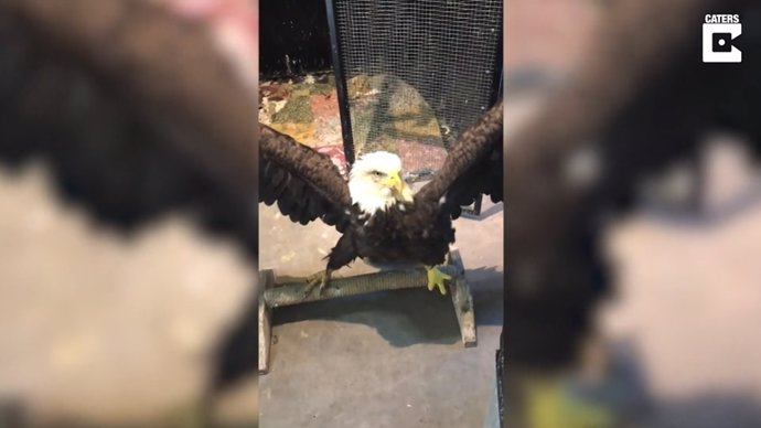 Esta águila parece bailar mientras recibe su tratamiento de rehabilitación
