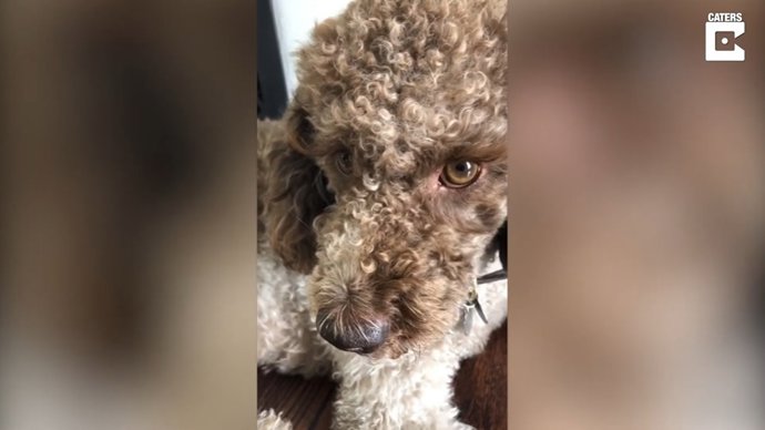 Las pestañas naturales de esta perrita causan sensación en Internet