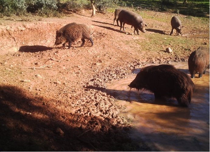 Un grupo de cerdos y jabalíes comparten espacio, en una imagen de archivo.
