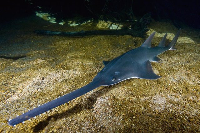 Pez sierra de dientes grandes (Pristis pristis) en un acuario.