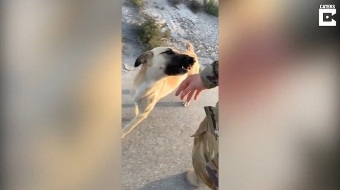 Un militar logra rescatar y llevar a Estados Unidos a un perro callejero que conoció en el desierto