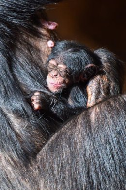 Nace una cría de chimpancé en Loro Parque
