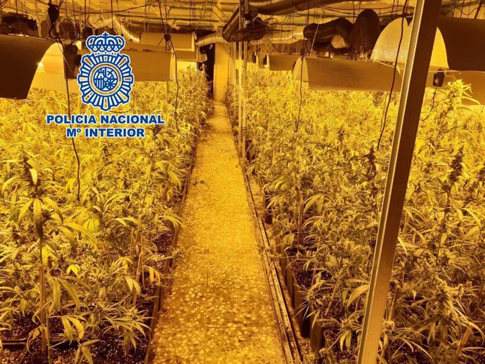 Imagen de archivo de una plantación de marihuana