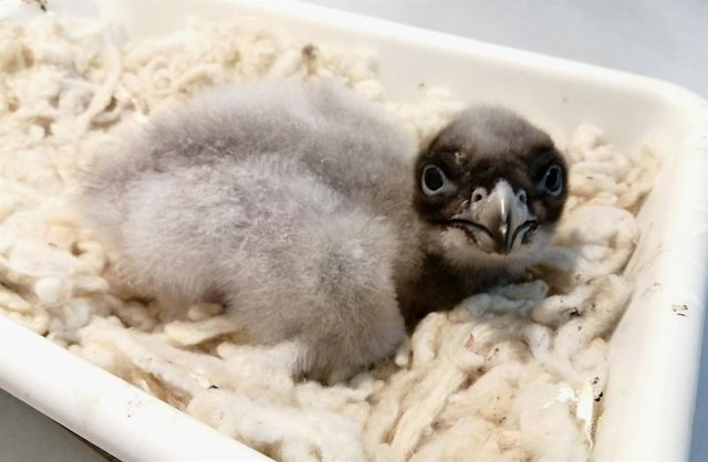 Primer quebrantahuesos de 2021.