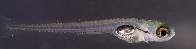 Estudio de UCLM pez zebra