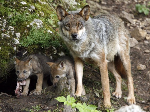 Lobo ibérico. Lobos