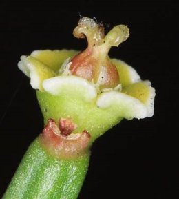 Detalle del ciatio (estructura floral) de Euphorbia sobolifera. /  L.O.M. SILVA