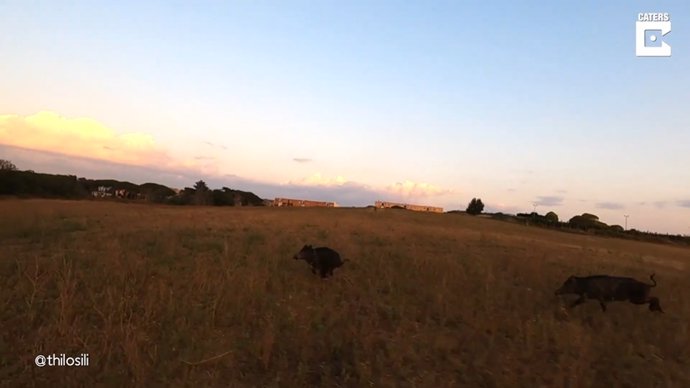 Un zorro aparece en escena para derribar un dron que sobrevolaba por el campo grabando unos jabalíes