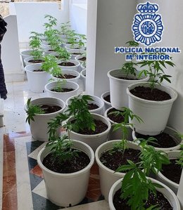 Plantación de marihuana en Marbella