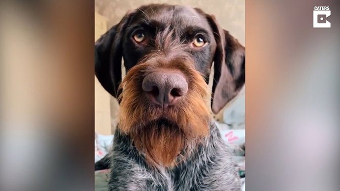 La frondosa barba de este perro le da un aire a Walter White de Breaking Bad