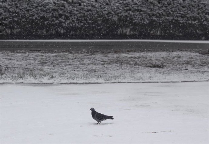 Una paloma en la nieve 