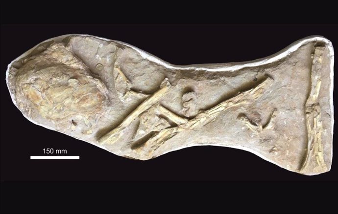 La losa original, tal como se compró, con el pulmón osificado de celacanto muy cerca de una serie de elementos de ala asociados pero desarticulados de un pterosaurio grande, pero indeterminado.