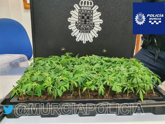 Plantas de marihuana interceptadas a un conductor en La Paz (Murcia)