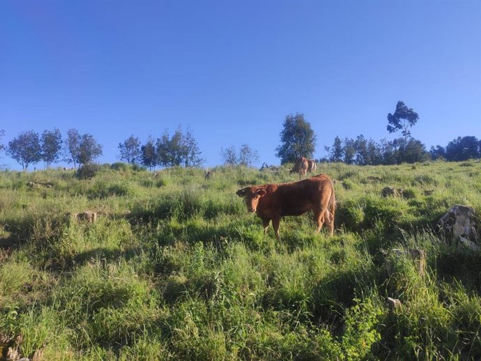 Vaca