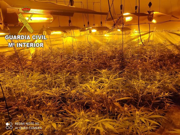 Plantación de marihuana aprehendida por la Guarcia Civil en Torrecilla de la Jara
