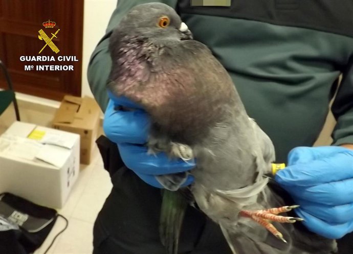 Imagen de un palomo deportivo que el detenido acababa de sustraer