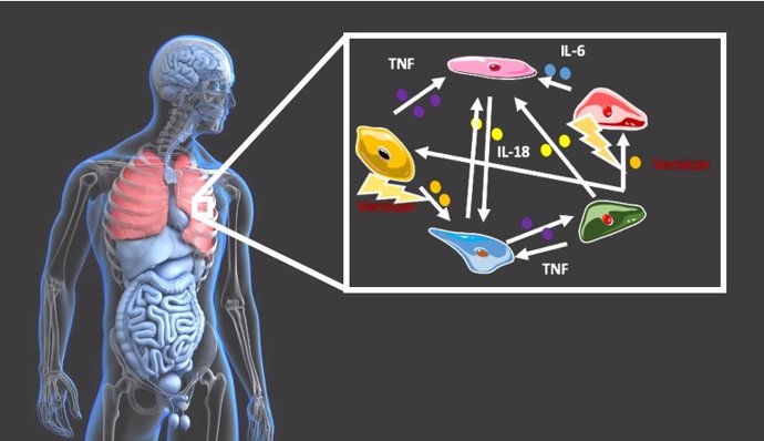 Imagen de pulmones humanos.