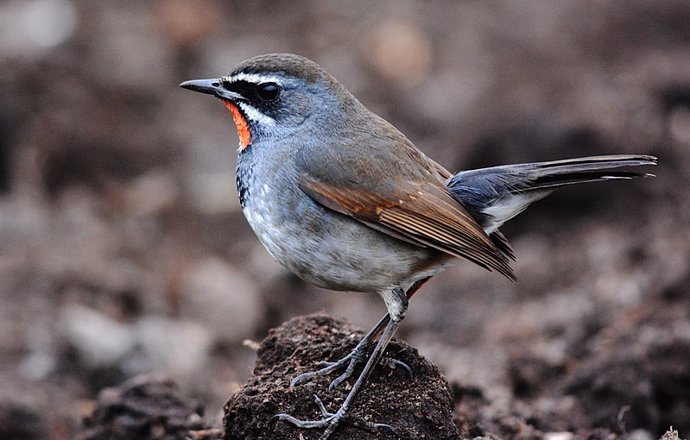 Luscinia pectoralis, especie de ave cantora del Himalaya