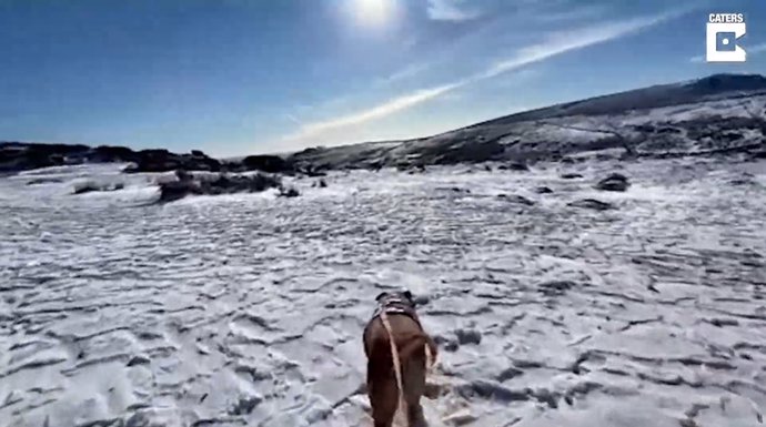 Este perro con cáncer terminal disfruta de sus últimas aventuras gracias a la persona que lo adoptó