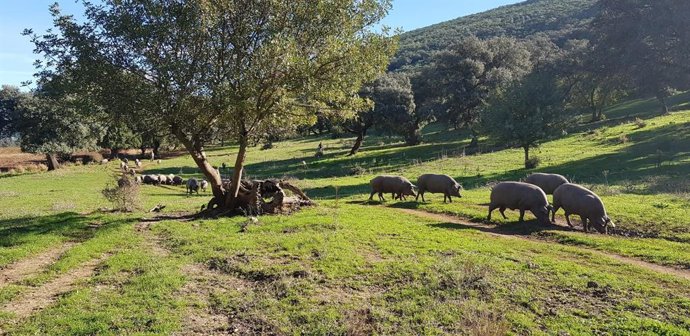 Imagen de una piara de cerdo ibérico