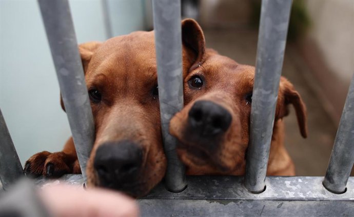 Dos perros observan a través de los barrotes de una jaula en un centro de acogida de animales (archivo)
