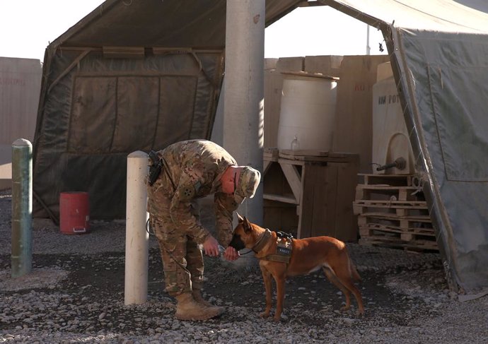 Perro con un soldado en Afganistán
