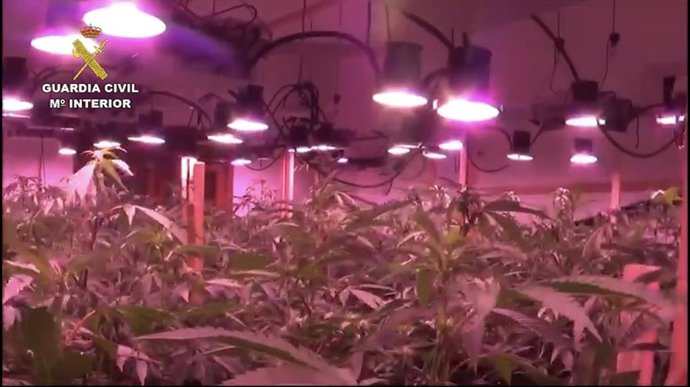 Una de las plantaciones desmanteladas.