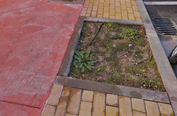 Imagen de archivo de un alcorque vacío