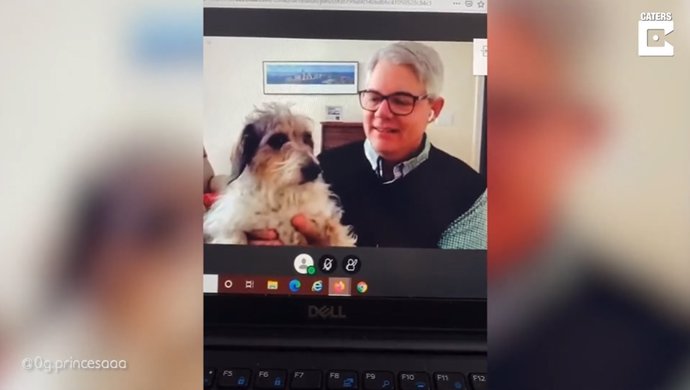 Piden a un profesor que enseñe a sus perros durante una clase online y el vídeo se hace viral