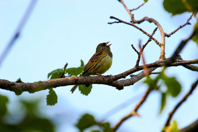 Archivo - Cambio climático.- Una investigación desvela que el cambio climático altera la floración de las plantas o la migración de las aves