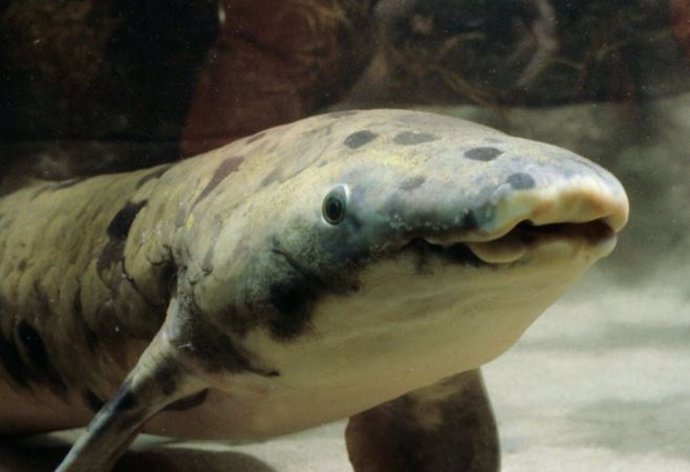 Ciencia.-El pez pulmonado australiano, nuestro pariente acuático más cercano
