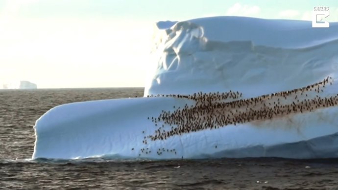 Filman cientos de pingüinos descansando y jugando en un iceberg