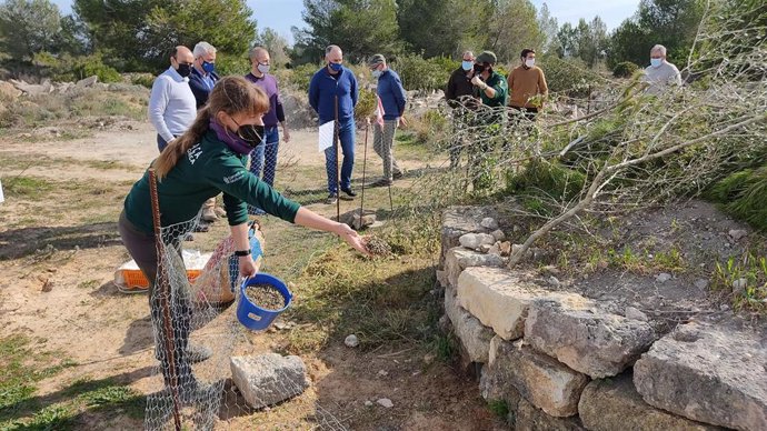 El Consell de Mallorca y cazadores de Muro repueblan con 40 conejos una área del municipio adaptada para su cría