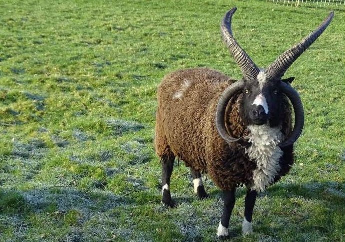 Ciencia.-Solución al misterio de las cabras y ovejas con cuatro cuernos