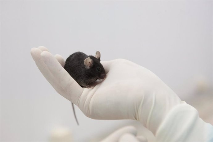 Archivo - Prueban con éxito en ratones una vacuna de ARNm para la inmunoterapia contra el cáncer
