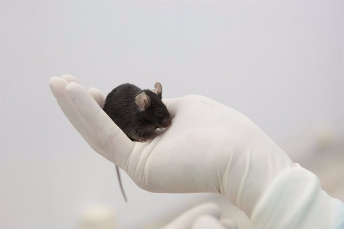Archivo - Salud.-Prueban con éxito en ratones una vacuna de ARNm para la inmunoterapia contra el cáncer
