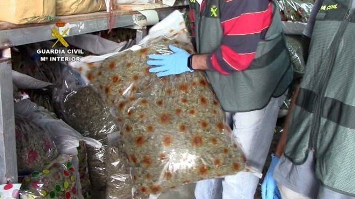 Detenidas 23 personas por cultivar marihuana en Cádiz y traficar con la droga en Galicia