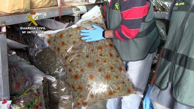 Cádiz.-Sucesos.- Detenidas 23 personas por cultivar marihuana en Cádiz y traficar con ella en Galicia y norte de Europa