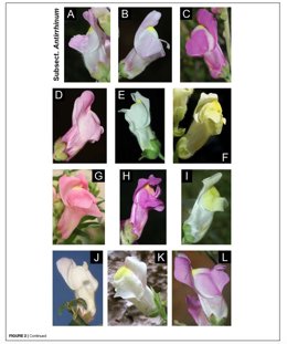 Archivo - Nuevas técnicas genéticas permiten aclarar la evolución de plantas modelo ('Antirrhinum') tras 20 años de investigación