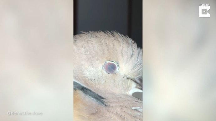 Así es de cerca el párpado semitransparente de una paloma