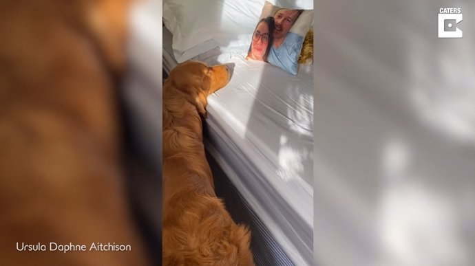 Este perro confunde a sus dueños durmiendo con un cojín con sus caras impresas dando lugar a una hilarante escena