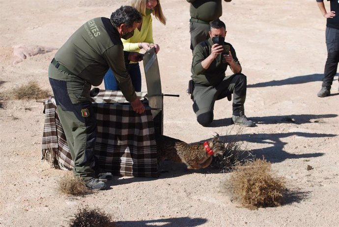 Activado un dispositivo de seguimiento sobre 'Quastellana', una hembra lince que habita en el sureste de Albacete