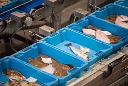 Crece el consumo doméstico de pescado durante la pandemia en el 44% de los catalanes