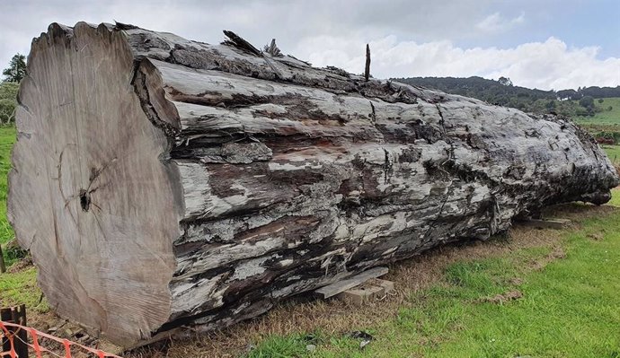 Utilizando un antiguo tronco de árbol kauri de Ngawha, Nueva Zelanda, los científicos han fechado el momento y los impactos ambientales del último interruptor de polo magnético.