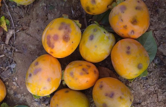 Archivo - Efectos del pedrisco en las frutas